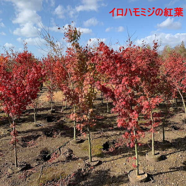 楽天市場】イロハモミジ 単木 樹高1.8m前後(根鉢含まず） 苗木 苗