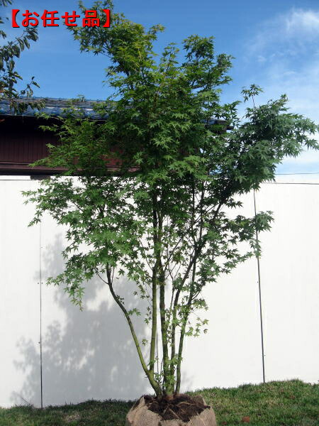 楽天市場】イロハモミジ 本株立ち 樹高2.0m前後(根鉢含まず） 紅葉