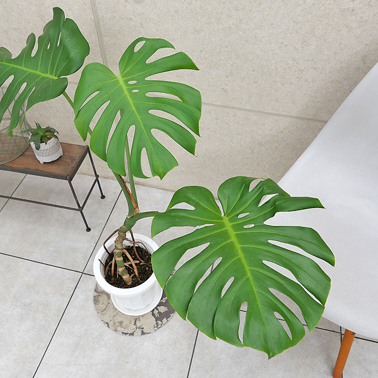 モンステラ・デリシオーサ 幹上がり 7号鉢 観葉植物と植木鉢の専門店