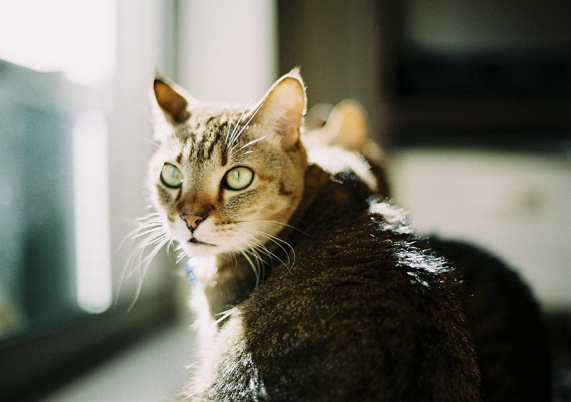 安くて良く写るフィルムカメラ Nikomat FTN【猫撮影レビュー】｜カメラ