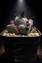 2026年最新】アガベ ブラック&ブルー錦の人気アイテム - メルカリ