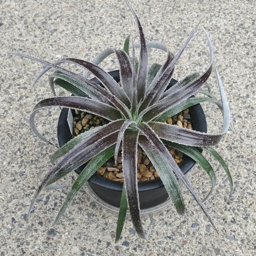 F00300_【XDT0009】xDyctia (Dyckia 'Arizona' x Hechtia glomerata