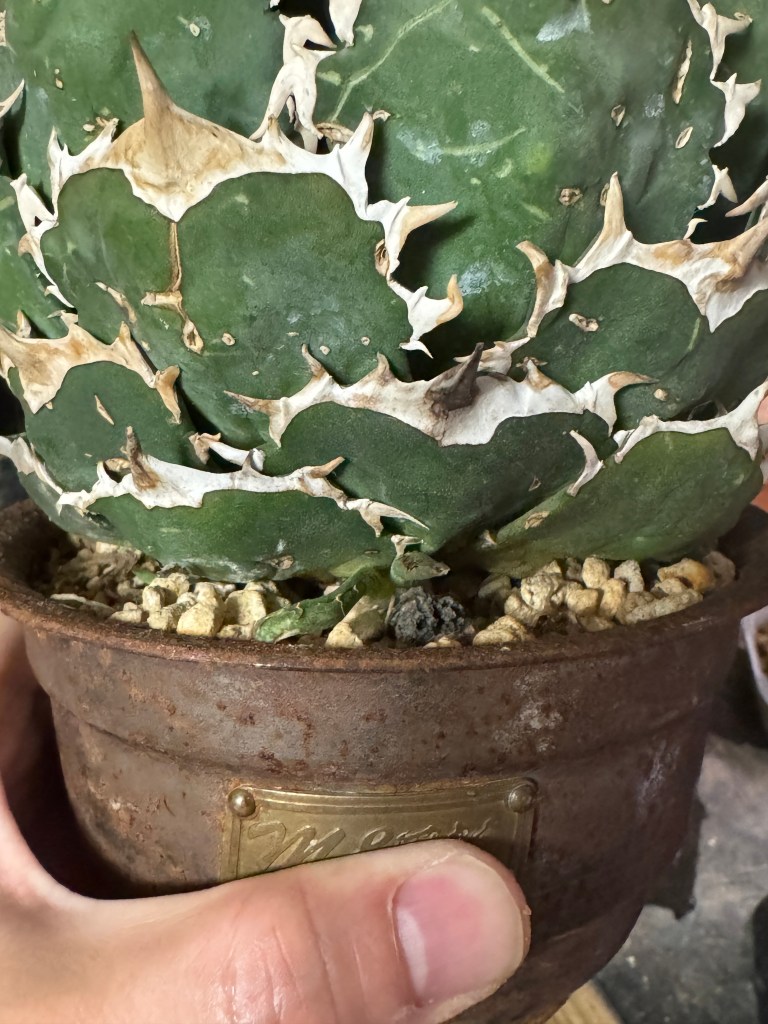 アガベ】チタノタ FO-76 親株から子分け2 成長記録と育て方