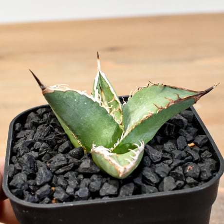 CATEGORY アガベ チタノタ ハイブリッド 黑帝斯(ハデス)×姬嚴龍