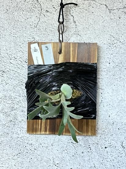 現品】ビカクシダ・ウィリンキー・O. M. G. 胞子培養 P. willinckii