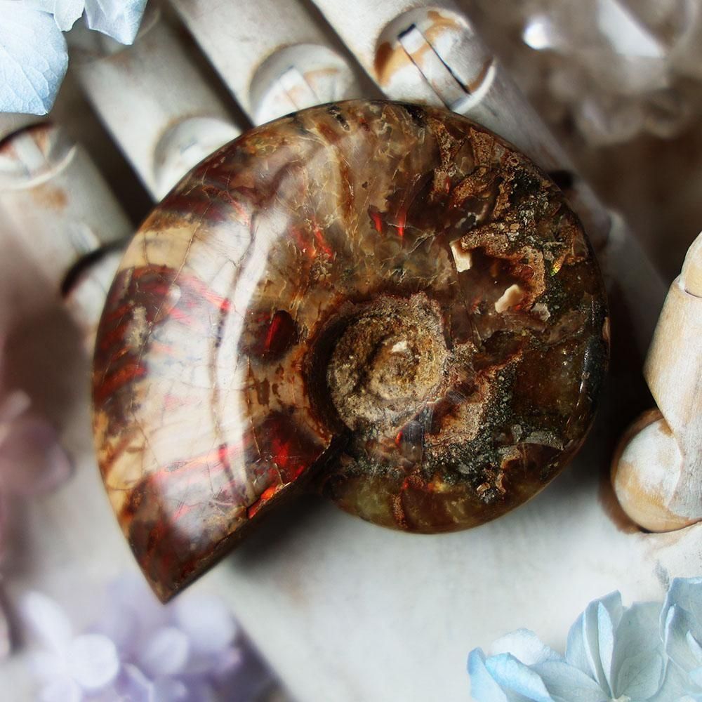 アンモナイト化石 - 海福雑貨通販部