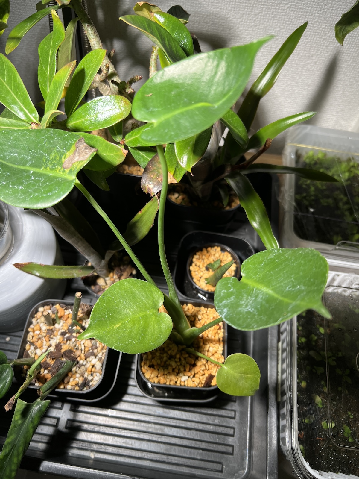 モンステラ・デリシオーサ 実生変異 肉厚丸葉斑入り 成長記録・育て方