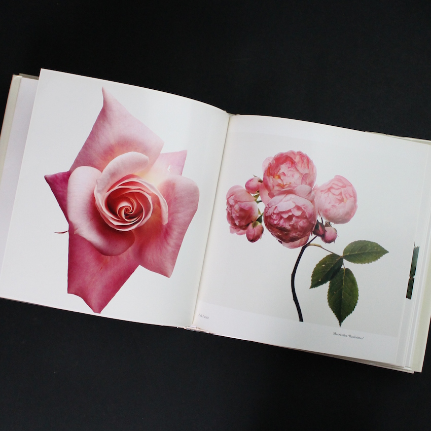 Flowers（Signed） - Irving Penn