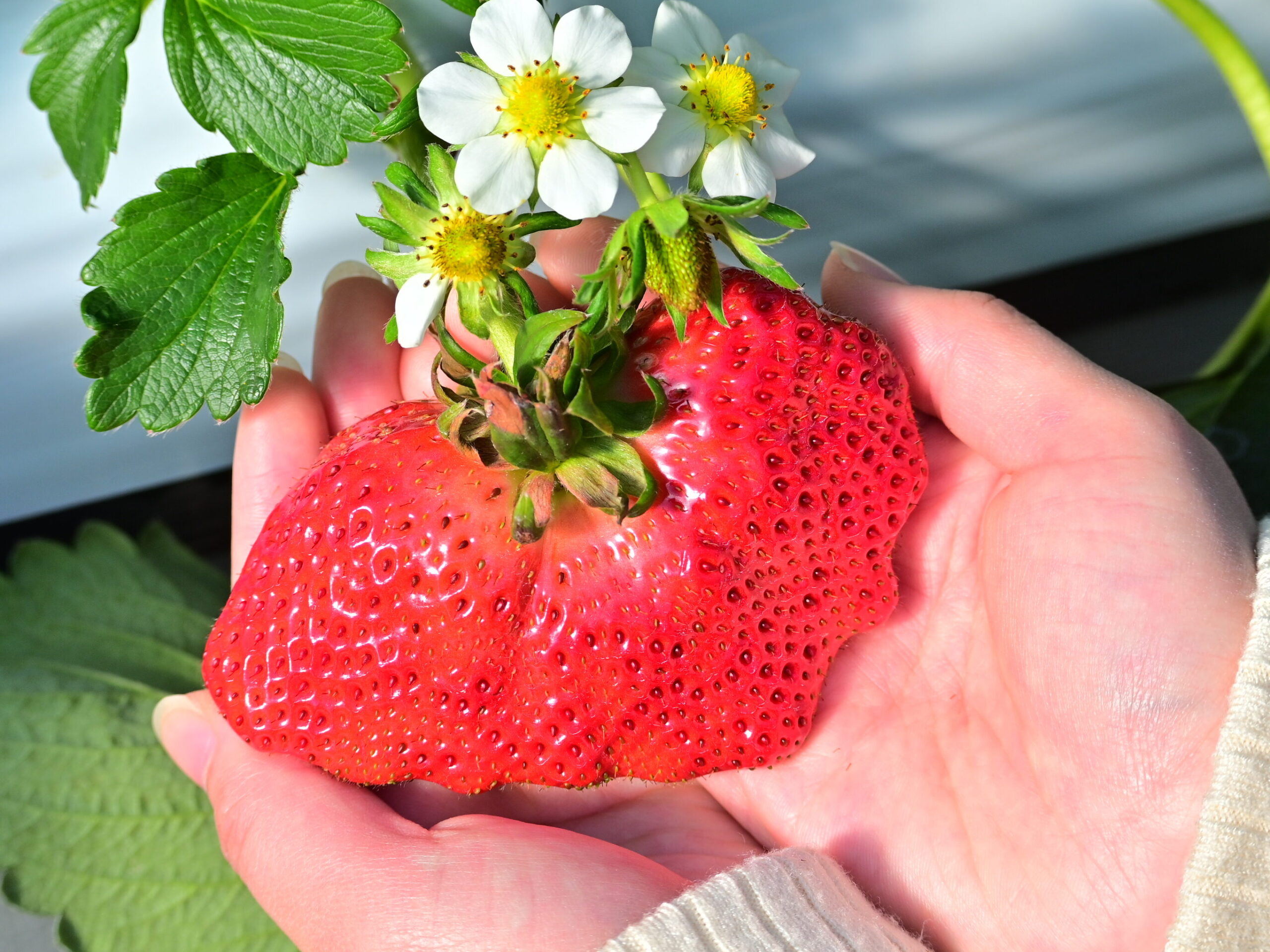 ミエレ・ザ・ダイナー2F】いちごメニューを注文した方限定!!手のひら