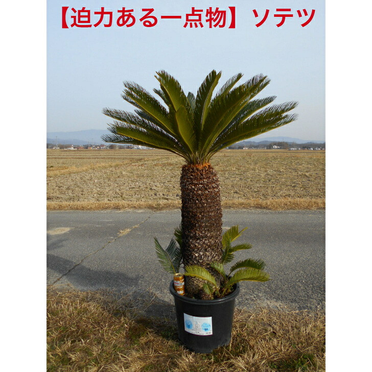 楽天市場】【一点物】 ソテツ 蘇鉄 株立ち樹形きれい 子株付き 3/2新