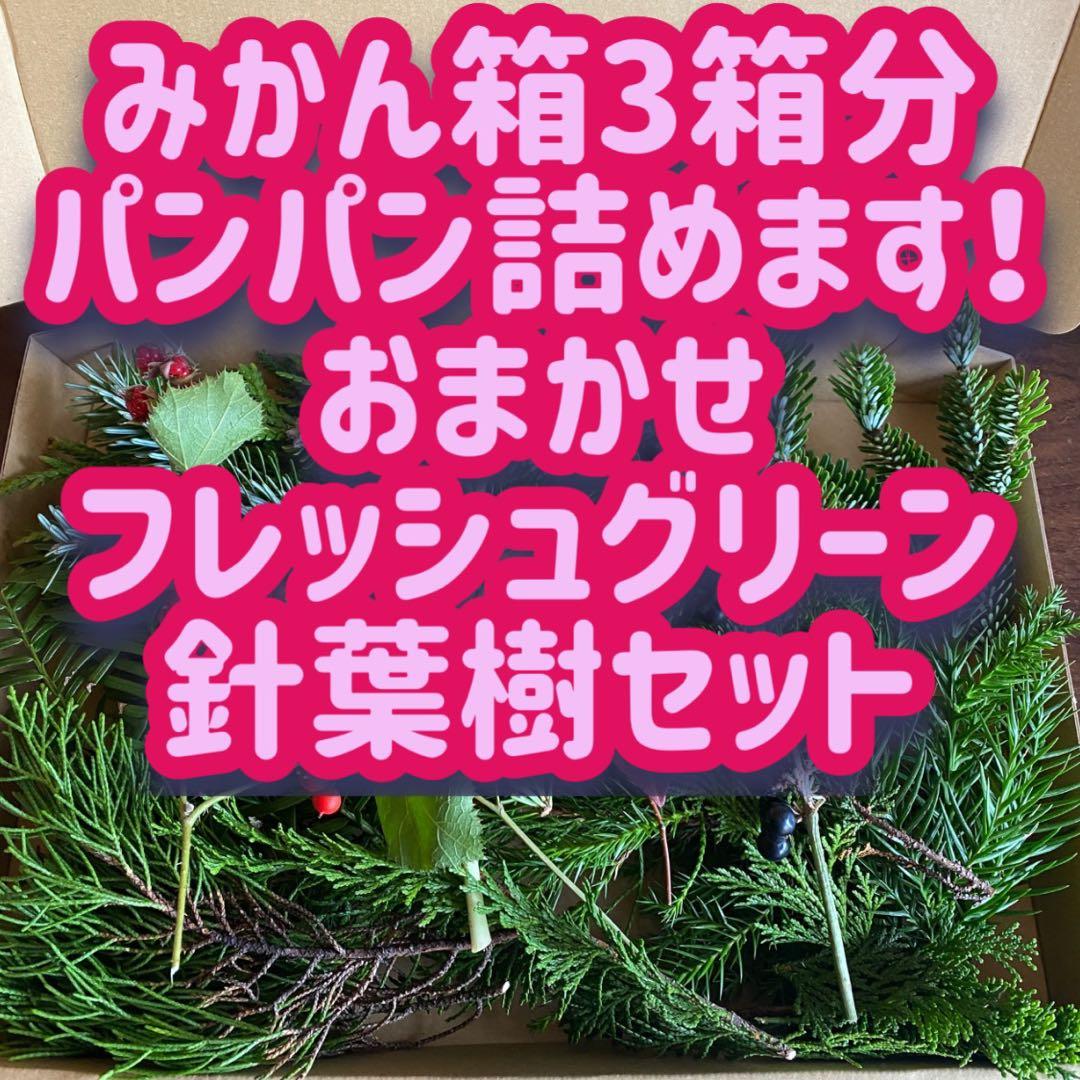 箱パンパン詰めます！　おまかせフレッシュグリーン　もふもふ針葉樹　もみの木風 若草・よもぎ若草詰合せ | 松江の銘菓 | 御菓子司 彩雲堂