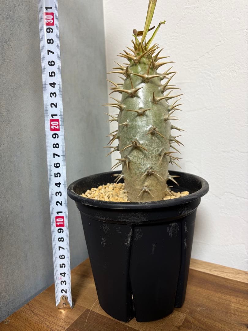 パキポディウム　アンボンゲンセ　良形 パキポディウム アンボンゲンセ×Wild Heaven | GREEN LUCK