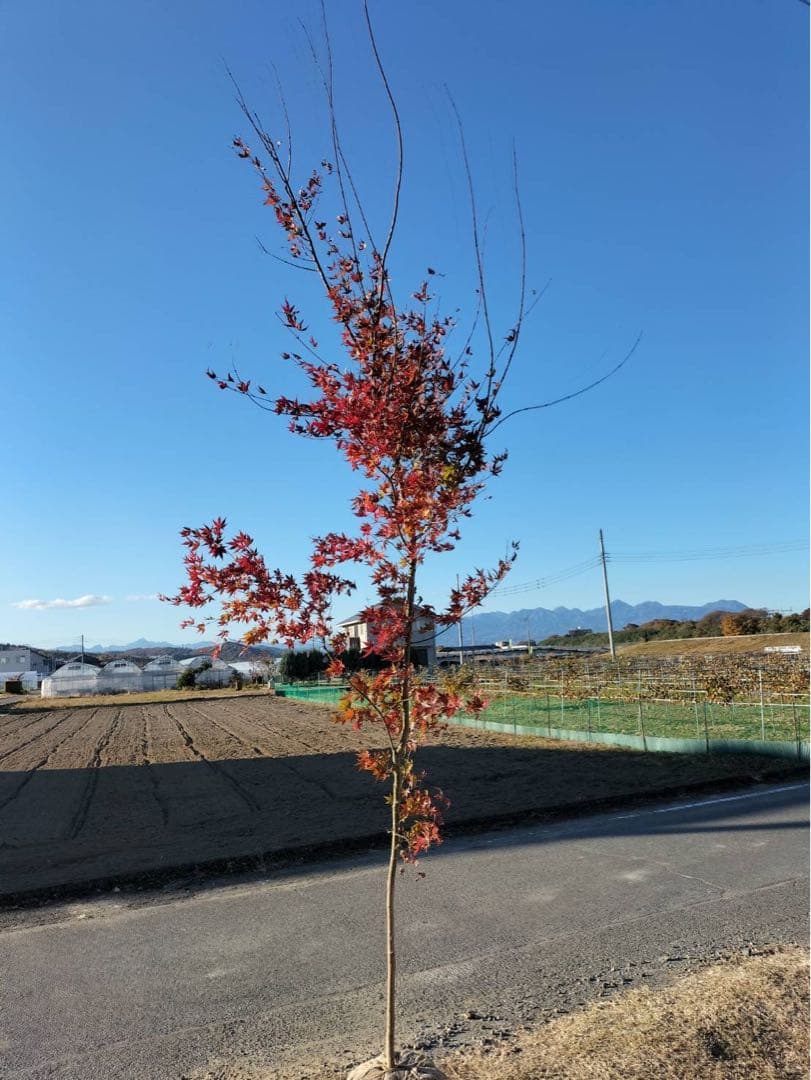 イロハモミジ 単木 楽天市場】【自然美】イロハモミジ 単木 樹高2.0m前後 露地苗 【剪定