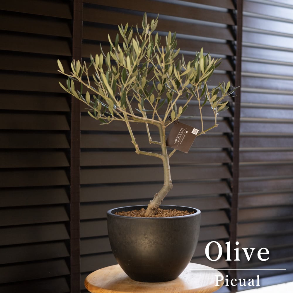 創樹 Olive オリーブの木 SOUJU ピクアル 自家受精 オリーブ 盆栽