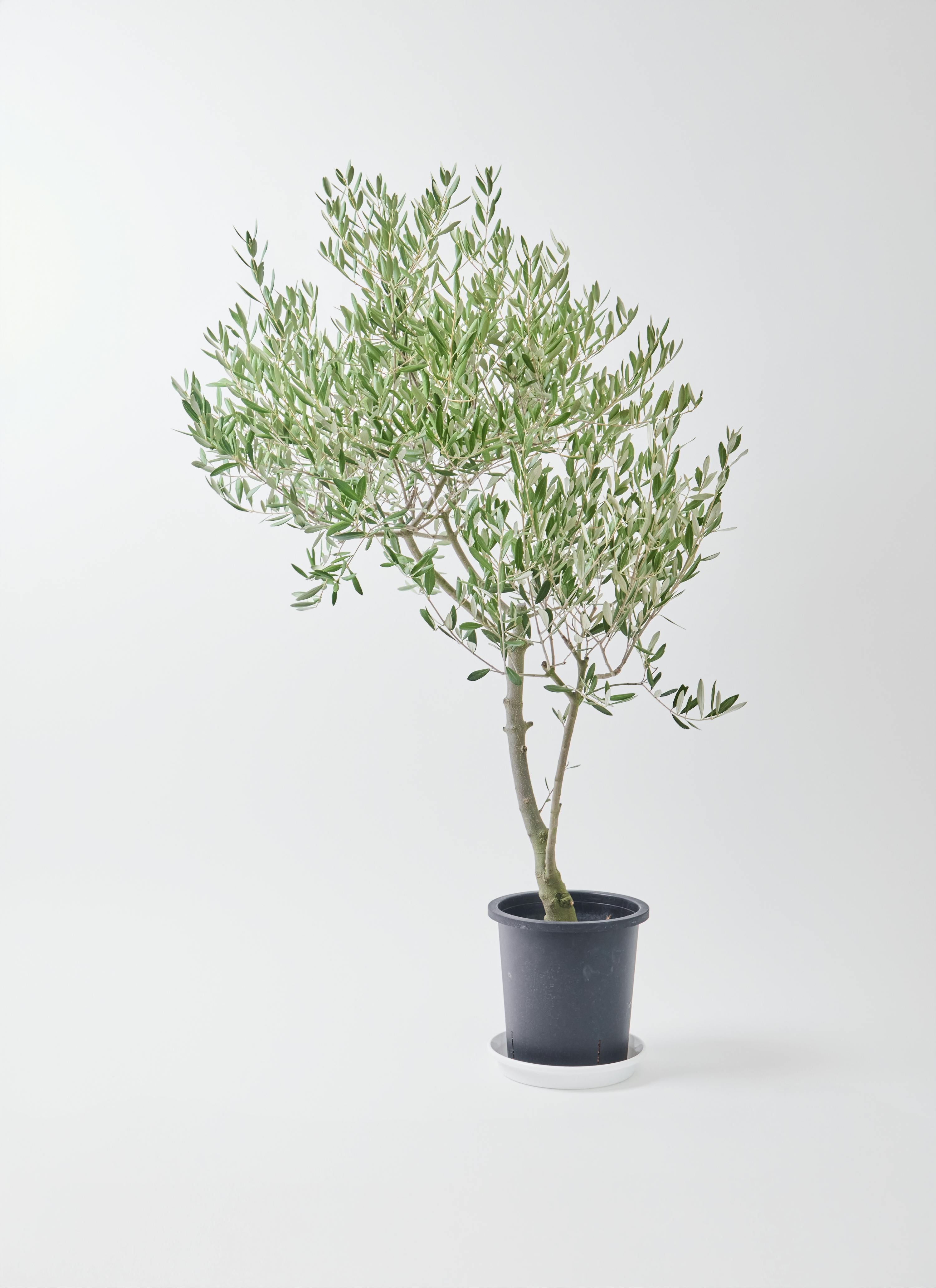 観葉植物 オリーブの木 8号 創樹 オリーミー アルマ ミドル 付き